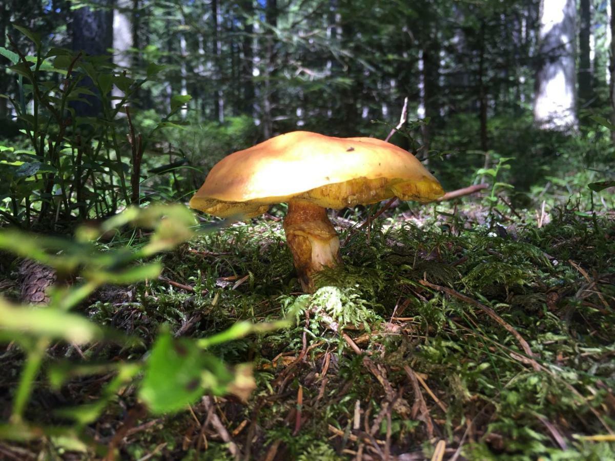Gluehwuermchenhuette Villa Ratten Luaran gambar